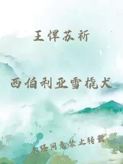 王悍苏祈